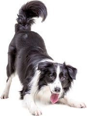 Paw Originals 100% Natural Wormwood Formula 60ml