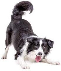 Paw Originals Extreme Pet Stain And Odour Remover